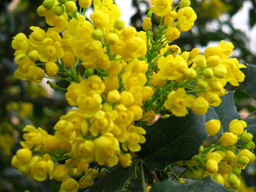 Aranjuezの王宮の庭にあったお花。黄色が鮮やかで可憐なお花でした。