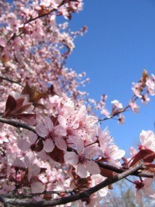 満開の桜。真っ青な空に濃いピンク色。日本の桜よりゴージャスな感じです。