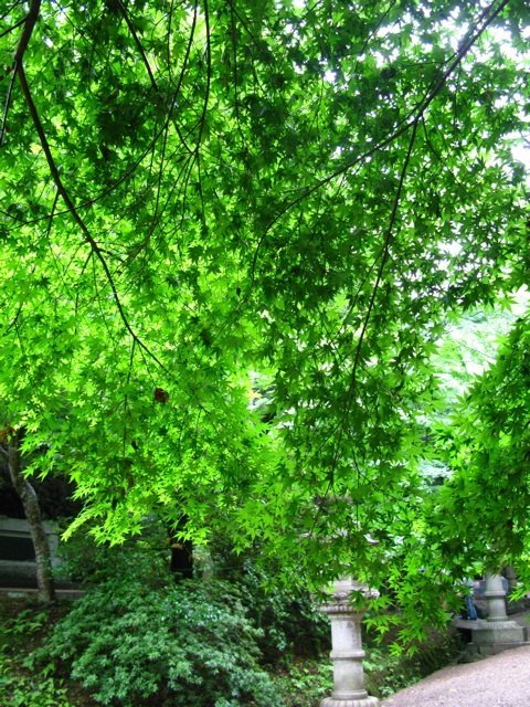 香取神宮の境内で。青々とした葉の間から差し込む柔らかな木漏れ日が、日本に戻ってきたことを感じさせました。