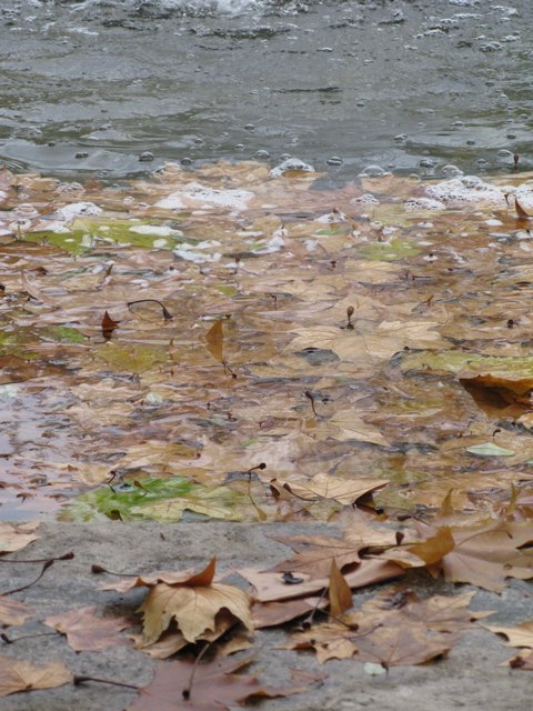 噴水に溜まった落ち葉。初冬は褪せた色が美しいです。