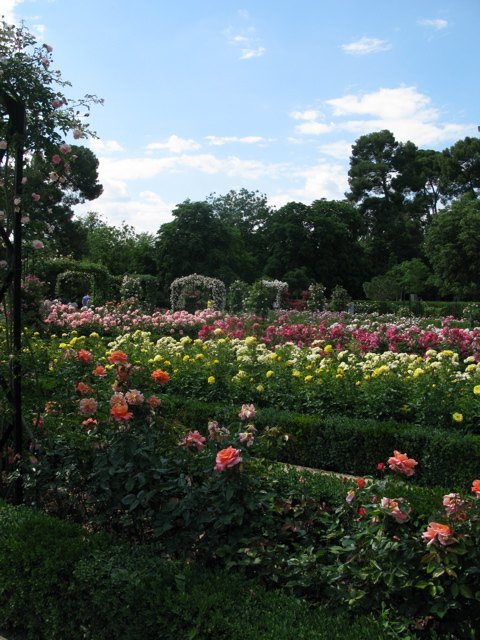 レティロ公園の中にあるバラ園。花の香りが辺り一面に漂っていました。
