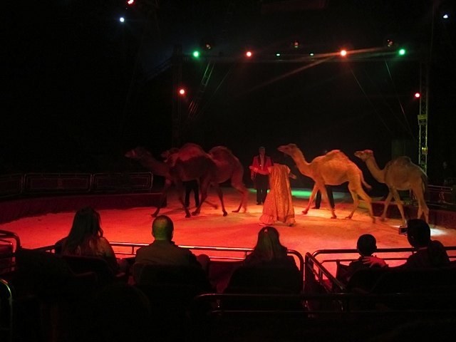 ラクダです。ちなみに、日本では一こぶラクダも二こぶラクダも同じラクダですが、スペイン語では一こぶラクダは"dromedario"、二こぶラクダは"camello"となります。