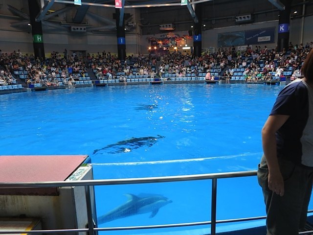 これがイルカのショーが行われた会場。イルカの水のかけ方は半端じゃありませんでした。雨合羽と傘を持っていても濡れます！
