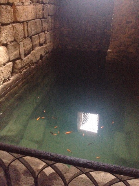 メリダのアルカサバの中にあるアルヒベ（貯水池）。金魚のような魚が泳いでいました。